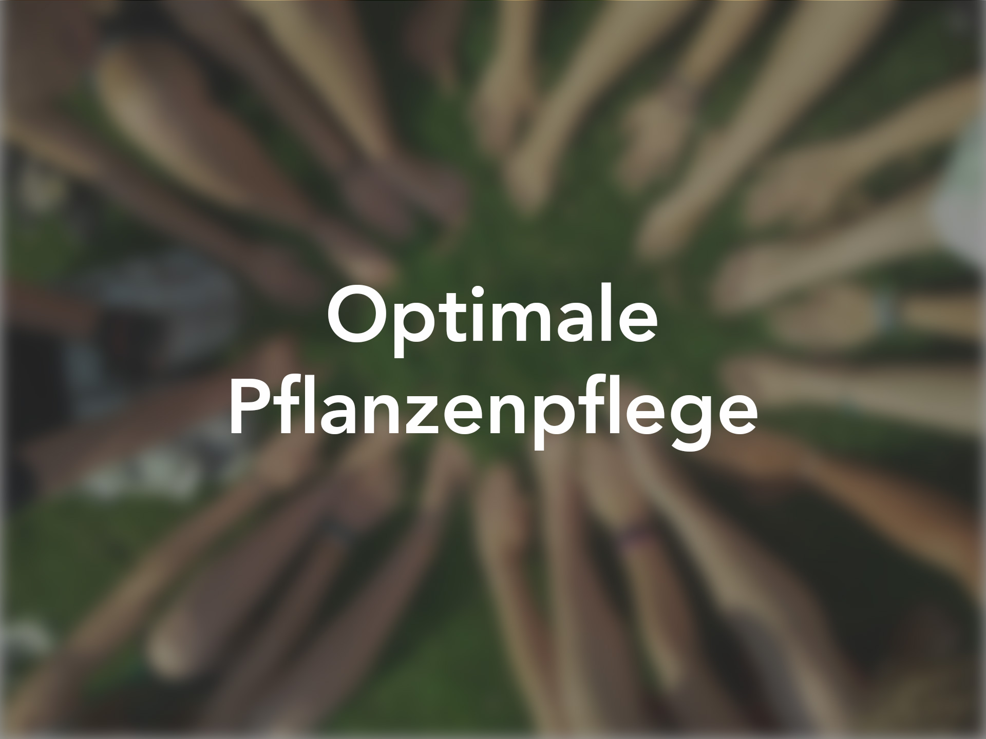 Optimale Pflanzenpflege